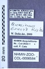 Etiketten zu Quasimus brevis (Kishii, 1980) (NHMW-ZOO-COL-0006584)